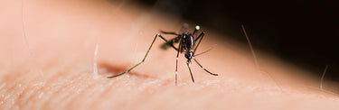 How to Naturally Repel Mosquitoes